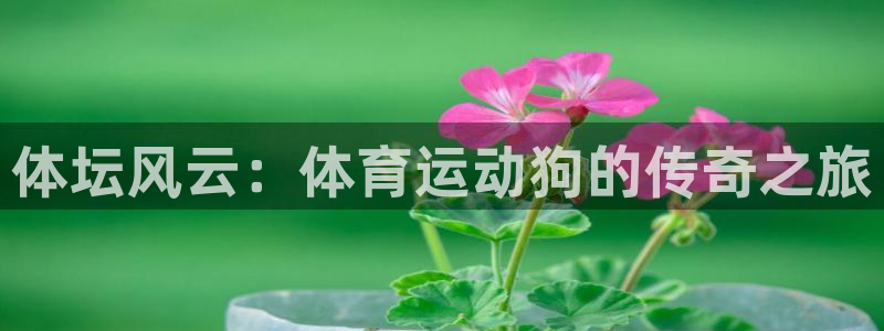 体坛风云：体育运动狗的传奇之旅